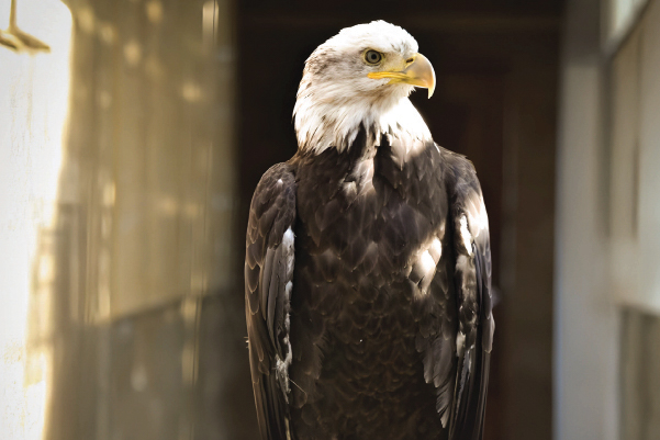Humpty the Bald Eagle